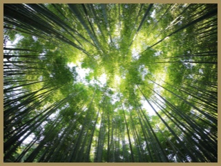 Certifikát FSC mají pouze lesy obhospodařované podle stanovených standardů.