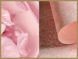 Odstín Cherry Blossom inspiroval třešňový květ 